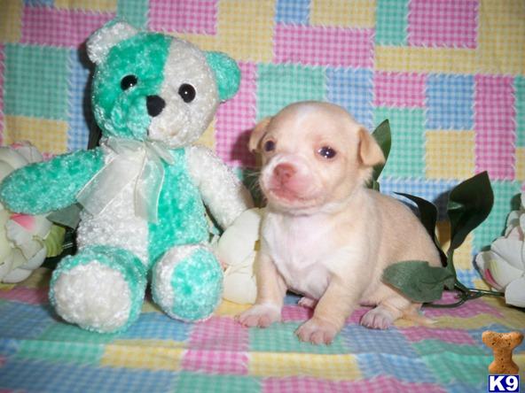 Puppies in LA